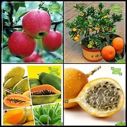 Creative Farmer Gardening Seeds Combo Fruit Bonsai Suitable : Apple, Orange, Papaya, Passion Fruit - Yellow Fruit Bonsai SuitableFor Gardening-image-16