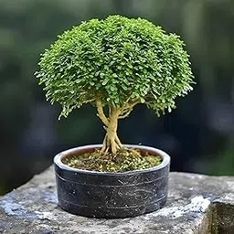 Table Kamini Bonsai Indoor Live Plant, All Weather Resistant, 1 Feet Height, Yellow-image-83
