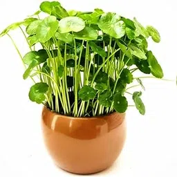 Chinese money plant || Mini coin grass live plant (Pack of 1 Healthy live plant With Pot)-picture-26