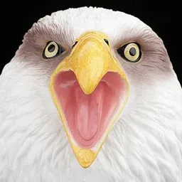 The Style Sutra Simulated Animal Model Interactive Model Puzzle Toy White Sea Eagle|Baby | Toys for Baby | Developmental Baby Toys-picture-28