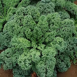 30+ SEEDS- Kale Seeds - Blue Curled Scotch/Vates - Grow Year Round.-image-18