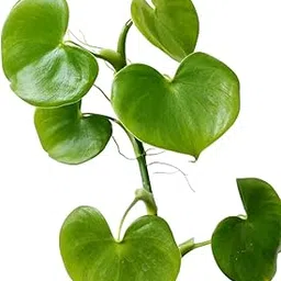 NATURE SENSE Philodendron Grazielae Good Luck Indoor Live Plant for Home & Garden - 1pc-picture-13