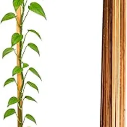 Studio Regal Seasoned Wooden Plant Support Sticks Measuring 2 Ft x 0.5 in x 0.5 in. Used for Supporting, Straightning and Training Plants in Garden, Art & Craft Projects in a Pack of 08 pcs (Teak)-image-28