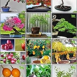 Creative Farmer Gardening Seed Combo Fruit Bonsai Suitable & Bonsai Suitable : Blue Jacaranda, Delonix Regia, Pride Of India, Copperpod, French Tamarind, Parijat, Pomagranate, Apple, Lemon Fruit, Papaya, Passion Fruit - Yellow, Passion Fruit - Violet Terrace Gardening-image-59