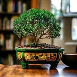 Banyan tree bonsai live plants,7 Years old Bonsai Pack of 1 Without pot-image-72