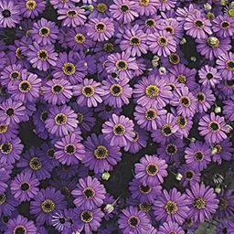 M-Tech Gardens Rare Brachycome " Purple Splendour " Exotic 30 Seeds for Growing-image-92