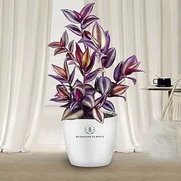 Wandering Jew Live Indoor Plants With Pot, Best For Home, Office & Garden.-image-9