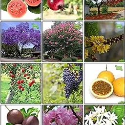 Creative Farmer Summer Combo Fruit & Tree Seeds : Jacaranda, Delonix Regia, Queen Crape Myrtle, Copperpod, Nerium Indicum, Night-Flowering Jasmine, Psidium Guava, Pomagranate, Apple, Grape, Passion Fruit - Yellow, Passion Fruit - Violet For Gardening-picture-25
