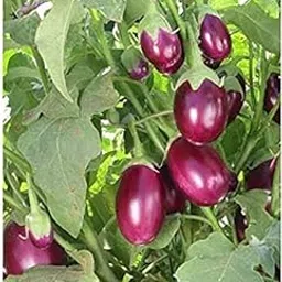 Brinjal seeds hybrid all seasons combo, all season hybrid combo brinjal seeds (Pack of 150)-picture-28