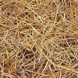 Paddy Straw(2 Kg) for Mushroom Farming and Gardening,Natural Rice Straw for Organic Mulching 100% Pure & Organic-image-15