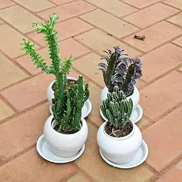 Set of 4 - Euphorbia Lactea, Opuntia Monacantha, Cereus Jamacaru & Euphorbia Trigona Cactus in 3 Inch Plant Natural Miniature Live Garden Home Classy White Apple Ceramic Pot with Tray-picture-15