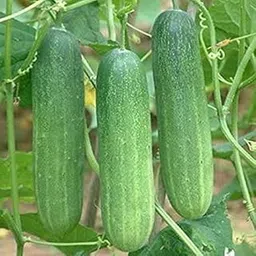 Cucumber Organic F1 Hybrid Seeds - Small Pack,BBL0899-picture-24