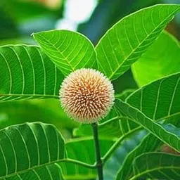 WoFLoo Live Kadam/Kadamb Beautiful & Charming Flower Plant - Healthy Live 1 Plant, Green (Kadam Plant)-picture-16