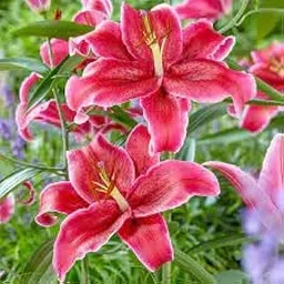 Audbhidhi Bulbs Oriental Lily Flower Bulbs Fragrant Red Colour For Home Gardening Pack of 2 Bulbs-image-82
