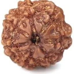 TRINETRA GEMS STONE Real Oval Sat Mukhi Rudraksha From Nepal Original 7 Mukhi Rudraksha IGL Lab Certified Blessed Lord Lakshmi Superb Seven Face Rudraksha Natural सात मुखी रुद्राक्ष For Men Women-picture-21