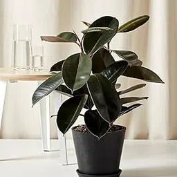 Large Live Rubber Plant – Indoor Ficus Elastica in Plastic Pot – Low Light Houseplant-image-1