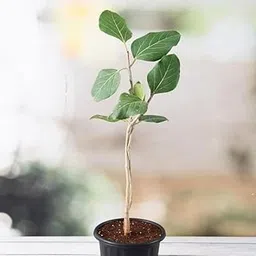 Mphmi NCR Live Plants Banyan, Tree of Magha Nakshatra, Leo or Singh Rashi - Plant-image-82