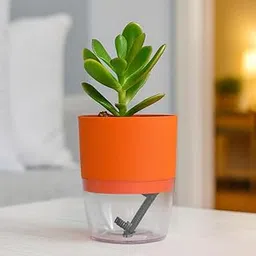 Crassula Ovata | Live Jade Succulent in Self Watering Pot | Indoor Decor for Home, Office, Gifting | Low Maintenance Lucky Green By India Gardening (Red Glass Selfwatering Pot)-image-11