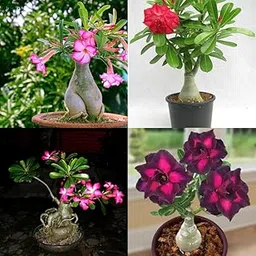 Adenium live plant with flower, Flower plant for desert rose bonsai adenium 1 live plant-image-16