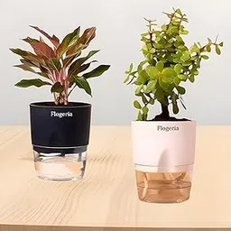 Flogeria Aglaonema Combo Of 2 Crassula Ovata Vastu | Jade Live Plant Natural Live Indoor Plant With Self Watering Pot Original Kuberakshi (| Lucky With Pot | Good Luck Indoor Plant-picture-11