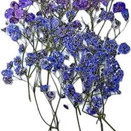 THE KRAFTY KART'S 16 PCS Bluish Lavendar Breath Real Natural Dried Pressed Flower for Beautiful Resin Art and Craft .-image-10