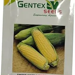 Gentex Seeds Hybird Sweet Corn Sugar Candy Seeds 100Gm-picture-21