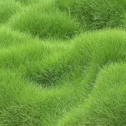Maxican Grass Seeds Lawn Grass Seeds For Home Garden Ground Playground F1 Organic Lawn Grass Hybird Seeds for playground (10000 Seedss)-picture-25