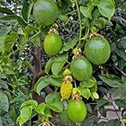 Anuraj farms Fresh Passion Fruit Tree live Plant Tropical Garden Vine 6 months old plant-picture-20