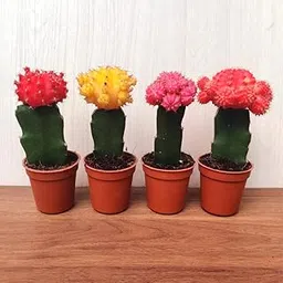CAPPL Big Grafted Moon Cactus Gymnocalycium Mihanovichii (4 Cactus) Any 4 Color-picture-10