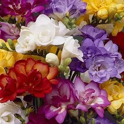 PLANTOGALLERY Flower Bulbs | Freesia Mix Double Important Bulbs For All Season - (Pack Of 5 Bulbs)-picture-13