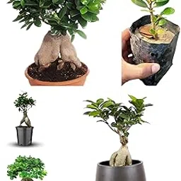RK and JA Plant* China Bot/Bonsai Live Plant (Air Learning Process). Good Luck Indoor Plant For Office & Living Room. (Pack Of - 1)-picture-15