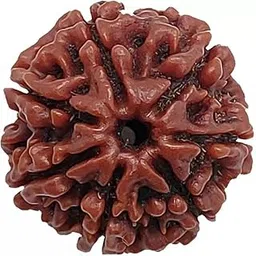 shivtantra Seven Mukhi Rudraksha bead Original Certified For Seven Mukhi Rudraksha bead, seven Face Rudraksha Satmukhi Rudraksha By Certifiedx16-picture-22
