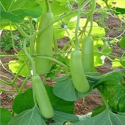 Lauki Seeds For Home Garden | Long Bottle Gourd Seeds "Hybrid" | Ghiya Seeds | High Germination Rate "Lau Seeds" | Non-GMO Seeds By GROMAX India-image-19