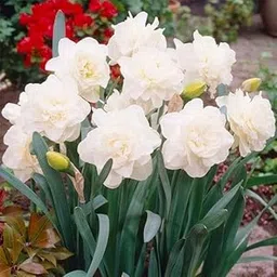 Mphmi Seedless Plant Flower Bulbs Plants Daffodil Obdam (White) - Bulbs (set of 5) image 1