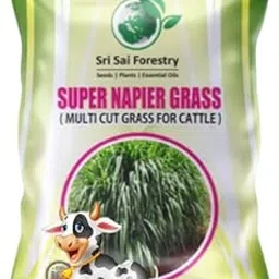 SRI SAI FORESTRY Super Napier Grass Seeds 8000 Seeds Pack | High Yield Multicut Grass Seed-image-12