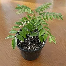 Curry Leaf Live Plant Pot Not Included-Polythene Bag-image-0