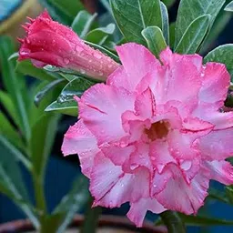 Adrija Plant Nursery Flowering Adenium Bonsai Plant Outdoor Plants | Low Maintainence Live adenium/Desert Rose Healthy Plant | Pink Colour-image-3