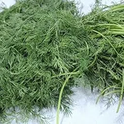 Willvine ORGANIC DILL HERB PLANT-US-4U-picture-57