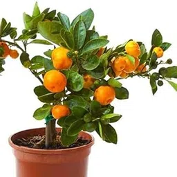 Mphmi Live Plants Chinese Orange Plant-image-2