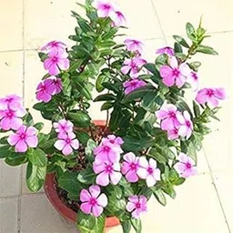 Live Sadabahar-Catharanthus roseus Pink Flower Plant with Pot (1 Plant)-picture-37