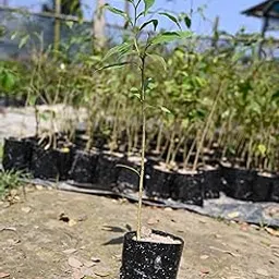 Agarwood/Oud/Oudh Wood Tree (Aquilaria agallocha) Ornamental Live Plant (Home & Garden) Pack of 1_bx10-picture-53