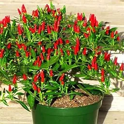 Golden Hills Farm Bird Chilly Seeds - Bird Chilli -Red Seeds Semi-Shrubby 100 seeds-image-2