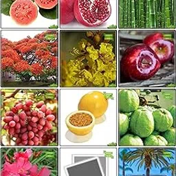 Creative Farmer Garden Seed Combo Fruit & Fruit : Apple, Grape, Passion Fruit - Yellow, Giant Guava, Gaint Bamboo, Date Palm, Delonix Regia, Copperpod, Nerium Indicum, Queen Of The Night, Guava, Pomagranate Terrace Gardening-picture-17