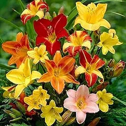 LIVE GREEN 100% Germination Day Lily Flower Bulbs (Multicolour) - Pack of 5-picture-22
