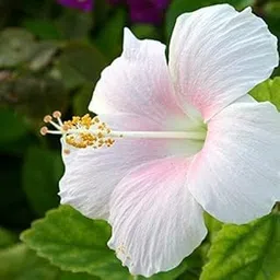 Live Hibiscus Plant with White and Pink Shade Flowers | Beautiful Flowering Plant for Home & Garden Décor | Easly to Grow Outdoor & Indoor Potted Plant-image-52