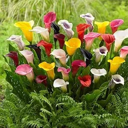 Calla Lily MIx Flower Bulbs Grow All Season for Home Gardening Pack of 10-picture-21