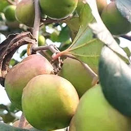 GreenWorld Special Thailand Green Apple ber, plant Hybrid and Sweet (Grafted) Live Plant, Pack Of 1, Apple ber Plant.-image-51