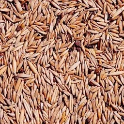 Easyseeds Bambusa Gigantea,Giant Bamboo, Dragon Bamboo, Dendrocalamus Giganteus Seeds (Big Bamboo, 400).-picture-25