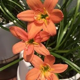 Radha Krishna Agriculture® Imporetd Rain Lily Mixed Color Flowers Bulb for Your Garden - Pack of 10 flower Bulb-picture-36