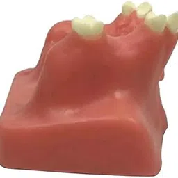Enakshi Tooth Maxillary Teeth Model for Teach Study Demostration|Collectibles-picture-28